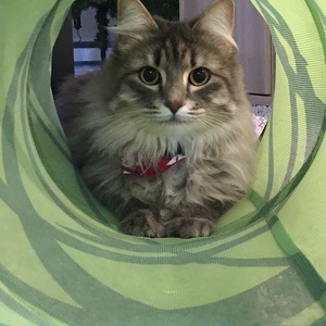 Fundraising Page: McKenzie Oster